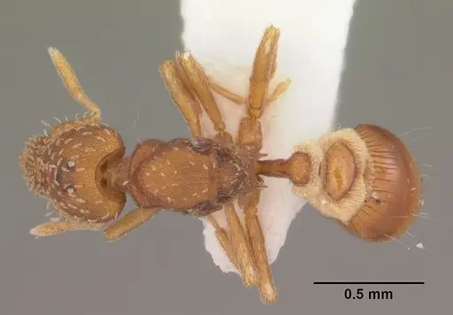 Strumigenys bunki specimen CASENT0104337 image casent0104337_1