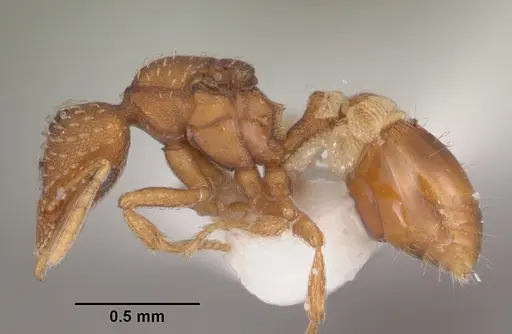 Strumigenys bunki specimen CASENT0104337 image casent0104337_3