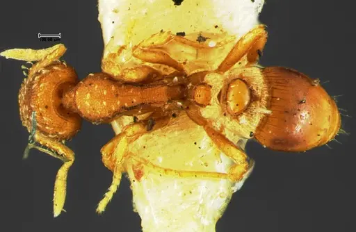 Strumigenys bunki specimen CASENT0105658 image casent0105658_1