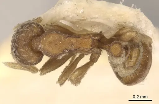 Strumigenys bunki specimen CASENT0900165 image casent0900165_1