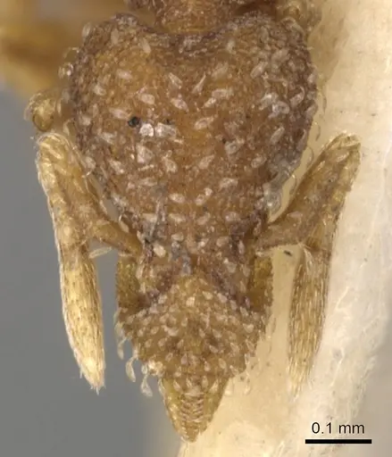 Strumigenys bunki specimen CASENT0900165 image casent0900165_2