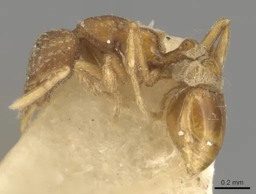Strumigenys bunki specimen CASENT0900165 image casent0900165_3