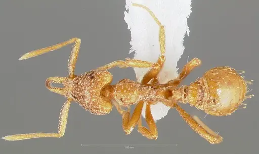 Strumigenys cabira specimen CASENT0004369 image casent0004369_1