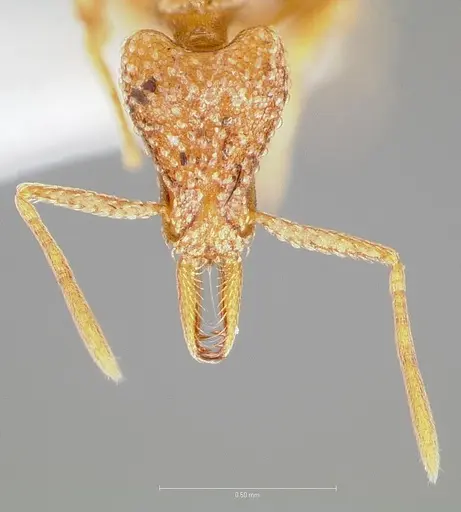 Strumigenys cabira specimen CASENT0004369 image casent0004369_2