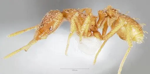 Strumigenys cabira specimen CASENT0004369 image casent0004369_3