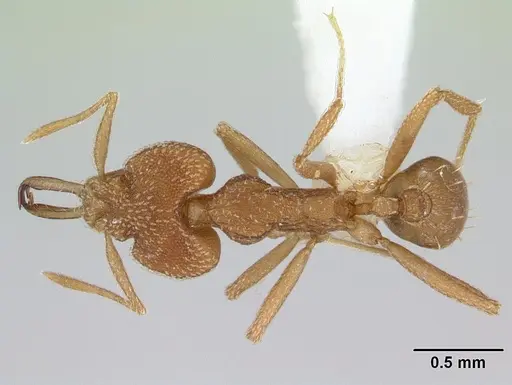 Strumigenys cacaoensis specimen CASENT0178324 image casent0178324_1