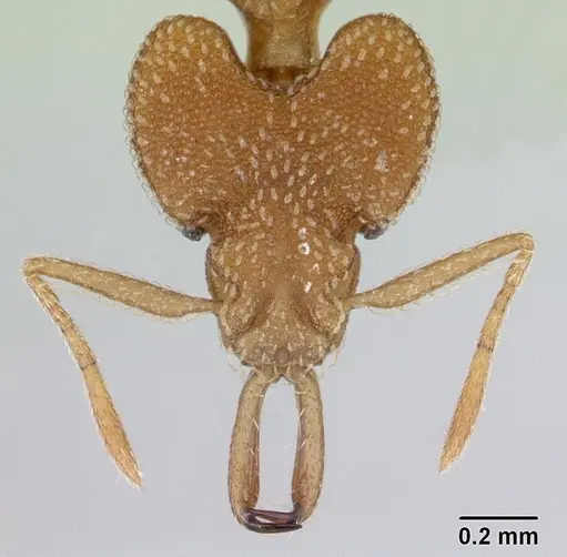Strumigenys cacaoensis specimen CASENT0178324 image casent0178324_2