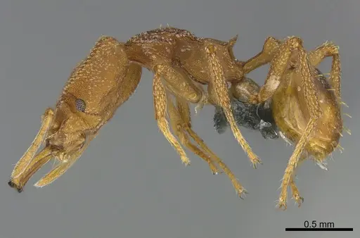 Strumigenys cacaoensis specimen CASENT0290151 image casent0290151_1