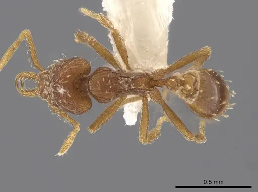 Strumigenys calamita specimen CASENT0637049 image casent0637049_1