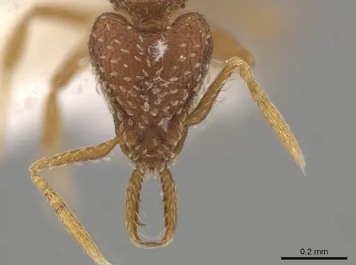 Strumigenys calamita specimen CASENT0637049 image casent0637049_2