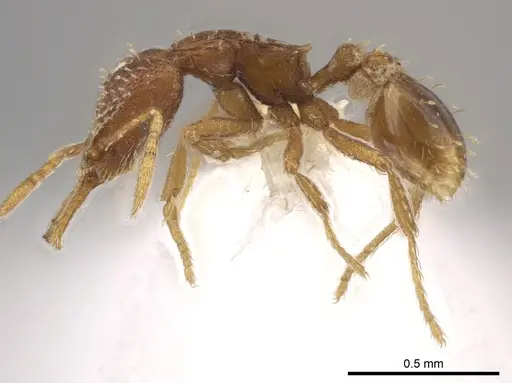 Strumigenys calamita specimen CASENT0637049 image casent0637049_3