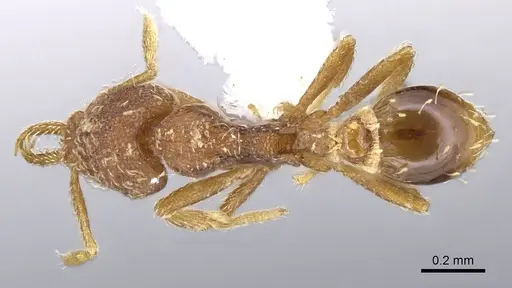 Strumigenys calamita specimen CASENT0914731 image casent0914731_1