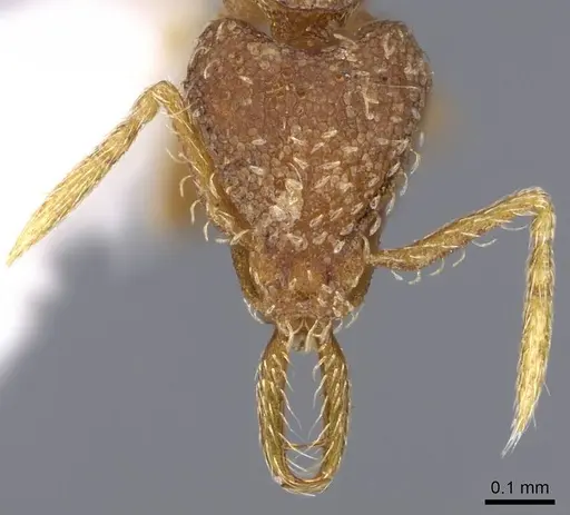Strumigenys calamita specimen CASENT0914731 image casent0914731_2