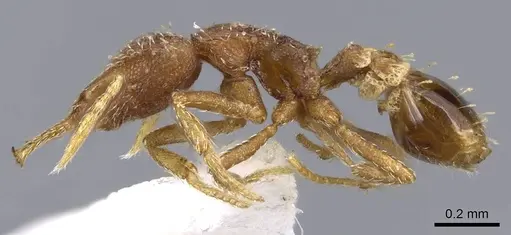 Strumigenys calamita specimen CASENT0914731 image casent0914731_3