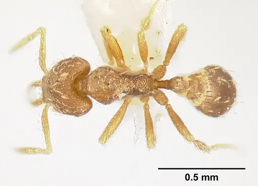 Strumigenys calamita specimen JTLC000007691 image jtlc000007691_1