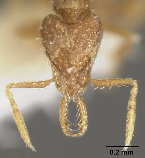 Strumigenys calamita specimen JTLC000007691 image jtlc000007691_2