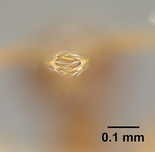Strumigenys calamita specimen JTLC000007691 image jtlc000007691_3