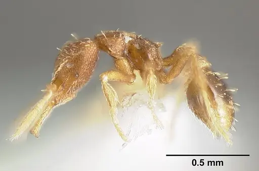 Strumigenys calamita specimen JTLC000007691 image jtlc000007691_4