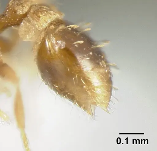 Strumigenys calamita specimen JTLC000007691 image jtlc000007691_5
