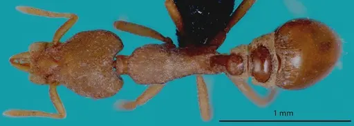 Strumigenys canina specimen ANTWEB1048550 image antweb1048550_1