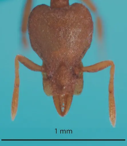 Strumigenys canina specimen ANTWEB1048550 image antweb1048550_2