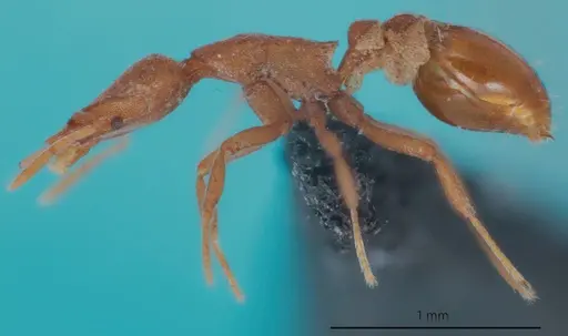 Strumigenys canina specimen ANTWEB1048550 image antweb1048550_3