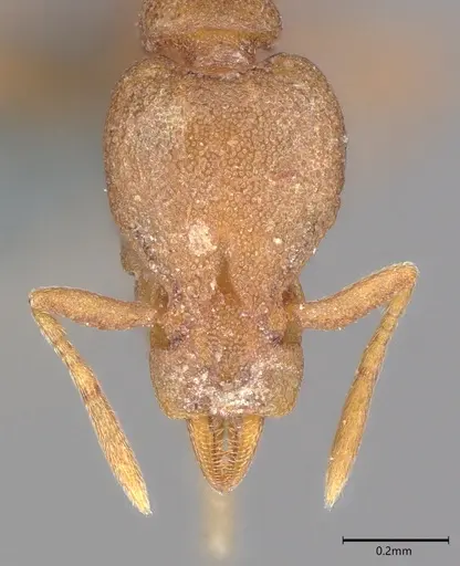 Strumigenys canina specimen CASENT0728835 image casent0728835_1