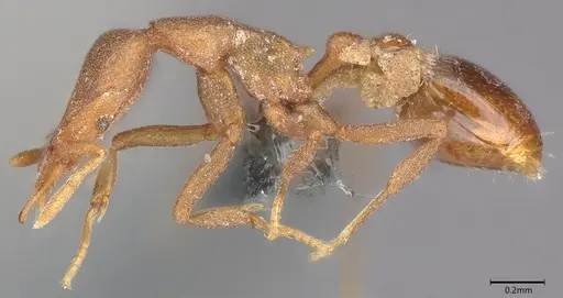 Strumigenys canina specimen CASENT0728835 image casent0728835_2