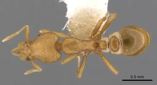 Strumigenys canina specimen CASENT0900124 image casent0900124_1