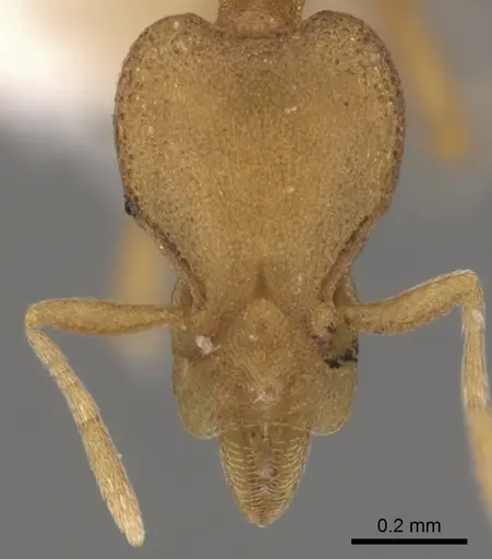 Strumigenys canina specimen CASENT0900124 image casent0900124_2