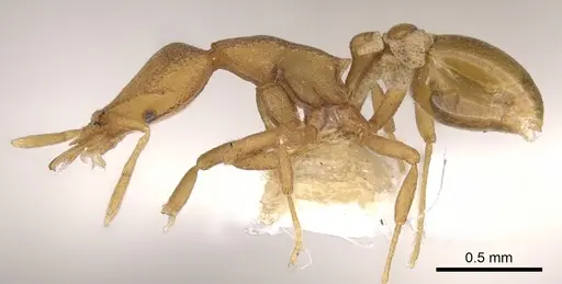 Strumigenys canina specimen CASENT0900124 image casent0900124_3