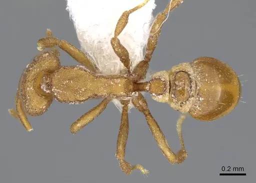 Strumigenys canina specimen CASENT0914622 image casent0914622_1