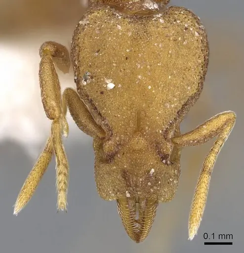 Strumigenys canina specimen CASENT0914622 image casent0914622_2
