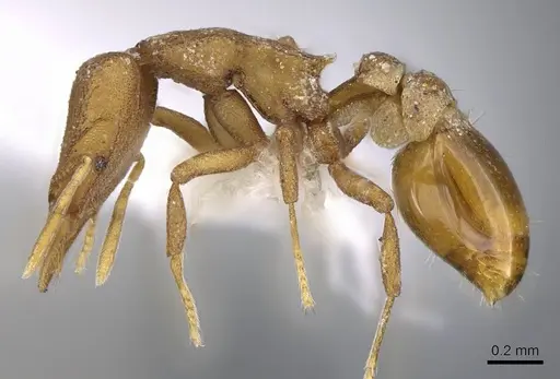 Strumigenys canina specimen CASENT0914622 image casent0914622_3