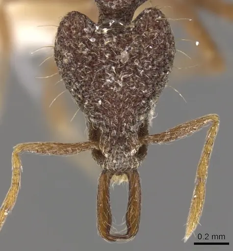 Strumigenys caniophanes specimen CASENT0900790 image casent0900790_2
