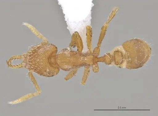 Strumigenys carinithorax specimen ANTWEB1053735 image antweb1053735_1