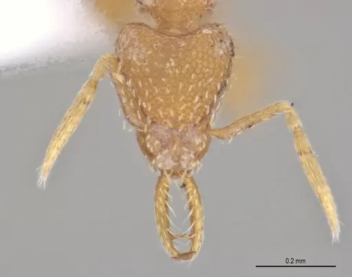 Strumigenys carinithorax specimen ANTWEB1053735 image antweb1053735_2