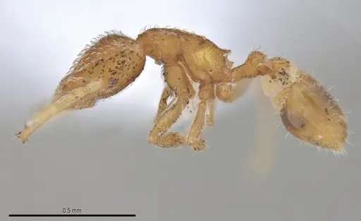 Strumigenys carinithorax specimen ANTWEB1053735 image antweb1053735_3