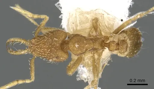 Strumigenys carinithorax specimen CASENT0902309 image casent0902309_1