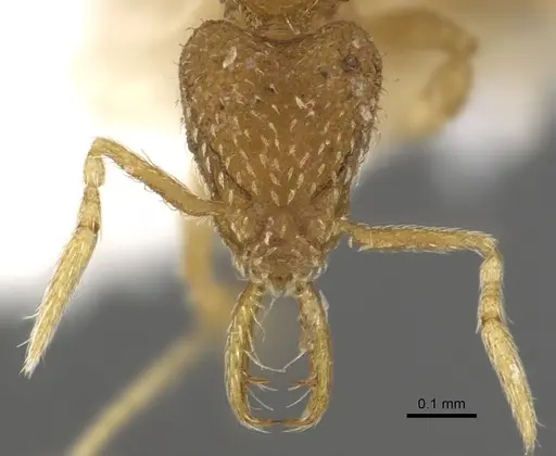 Strumigenys carinithorax specimen CASENT0902309 image casent0902309_2