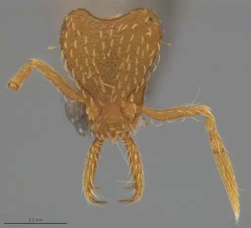 Strumigenys carinithorax specimen CASENT4036187 image casent4036187_1