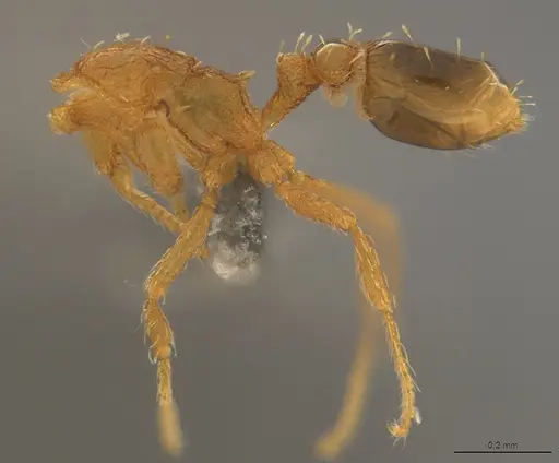 Strumigenys carinithorax specimen CASENT4036187 image casent4036187_2