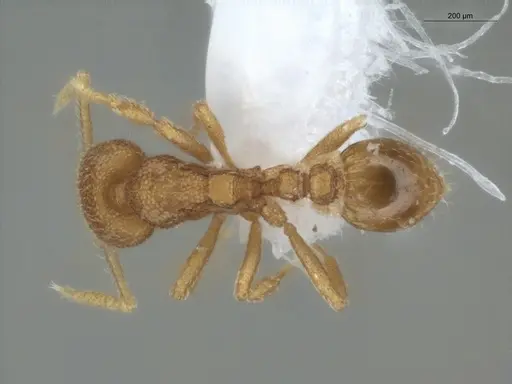 Strumigenys carinithorax specimen ECOFOG-GAL18-0148-32 image ecofog-gal18-0148-32_1