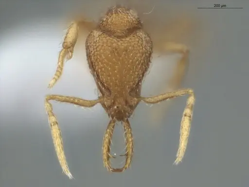 Strumigenys carinithorax specimen ECOFOG-GAL18-0148-32 image ecofog-gal18-0148-32_2
