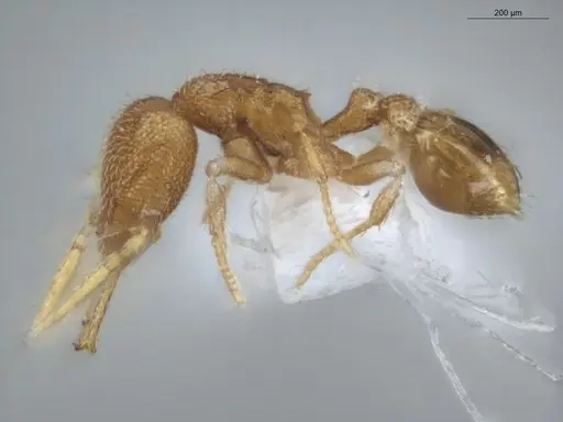 Strumigenys carinithorax specimen ECOFOG-GAL18-0148-32 image ecofog-gal18-0148-32_3