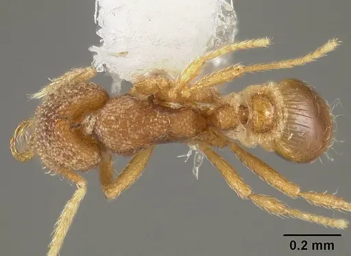 Strumigenys carinithorax specimen USNMENT00442421 image usnment00442421_1