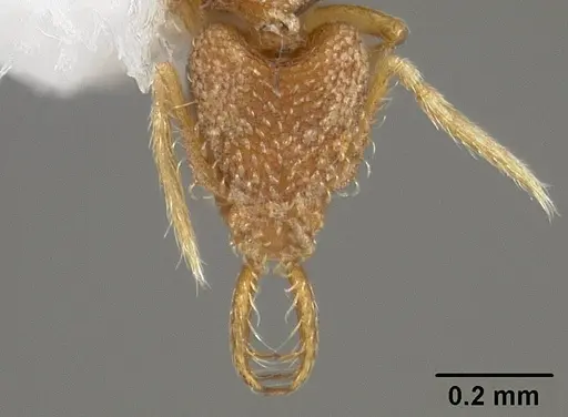 Strumigenys carinithorax specimen USNMENT00442421 image usnment00442421_2