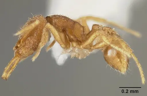 Strumigenys carinithorax specimen USNMENT00442421 image usnment00442421_3