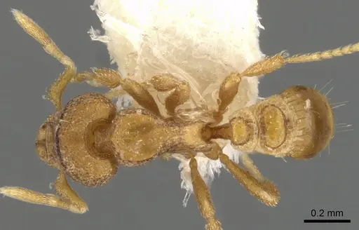 Strumigenys carinognatha specimen CASENT0900145 image casent0900145_1