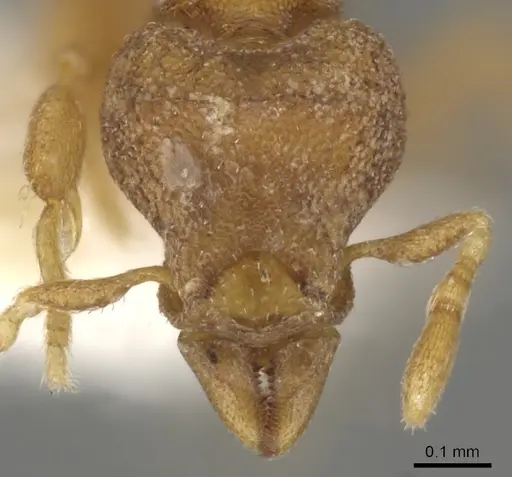 Strumigenys carinognatha specimen CASENT0900145 image casent0900145_2